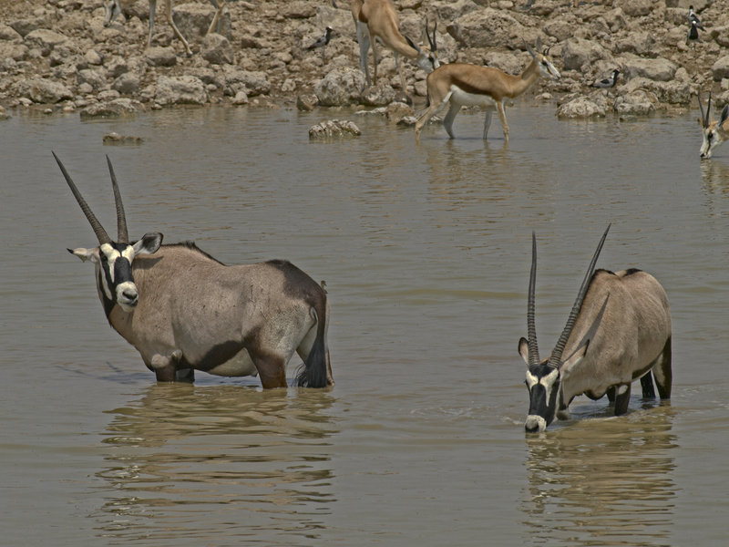 Okaukuejo, Oryx